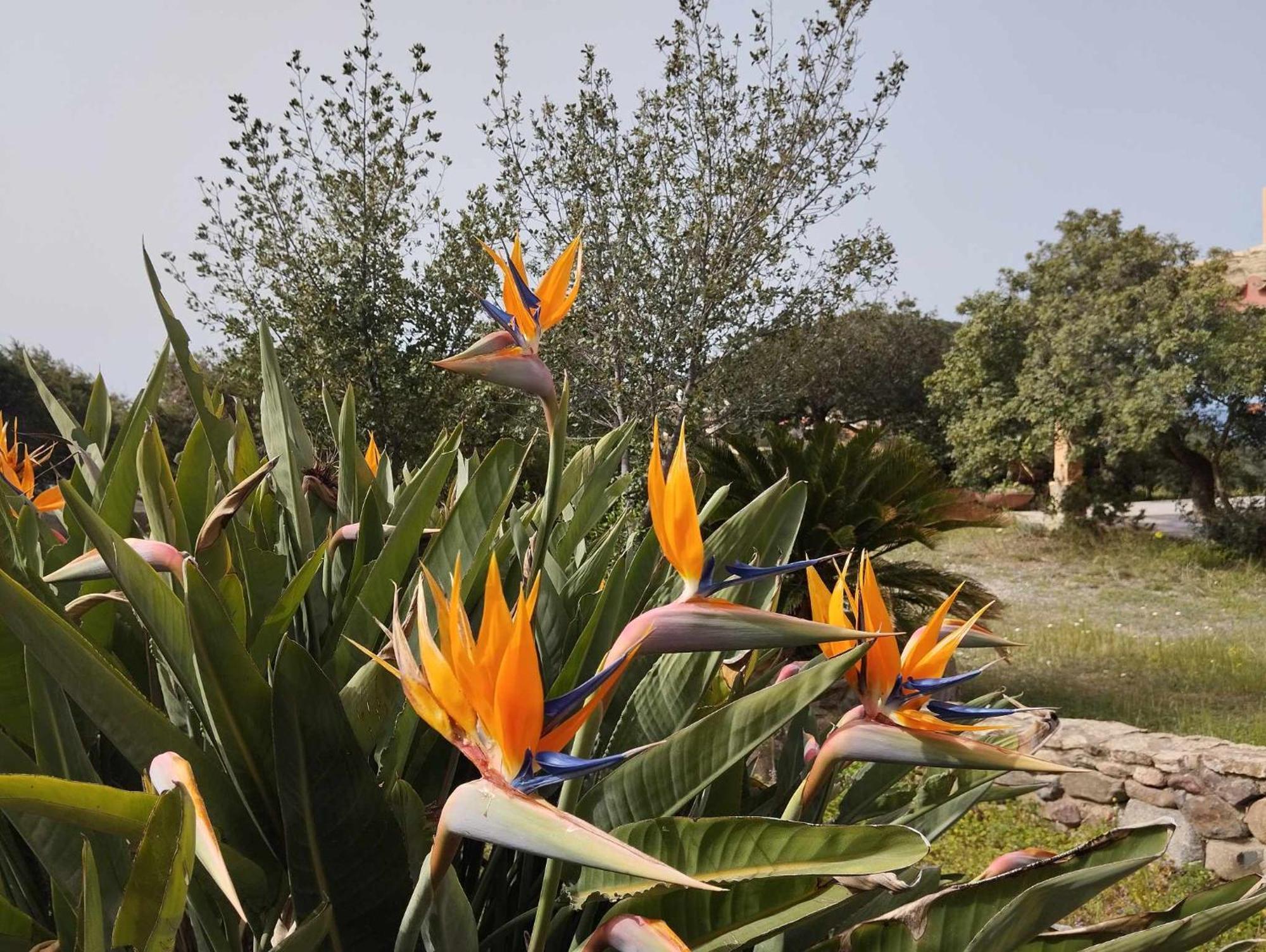 Riccio Di Mare Sardinia Vakantiehuis *